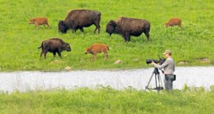 ‘The American Buffalo’ Review: Ken Burns Explores A Dark History