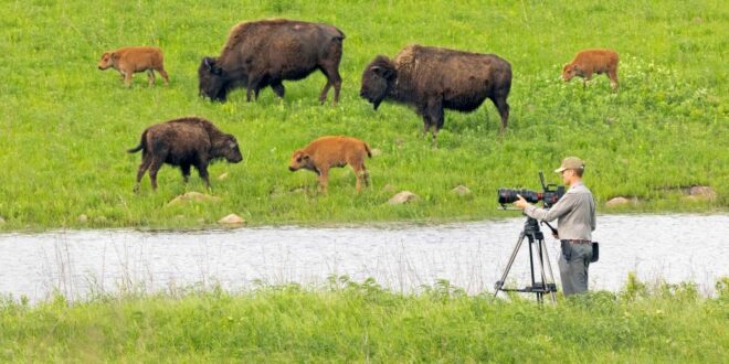 ‘The American Buffalo’ Review: Ken Burns Explores A Dark History